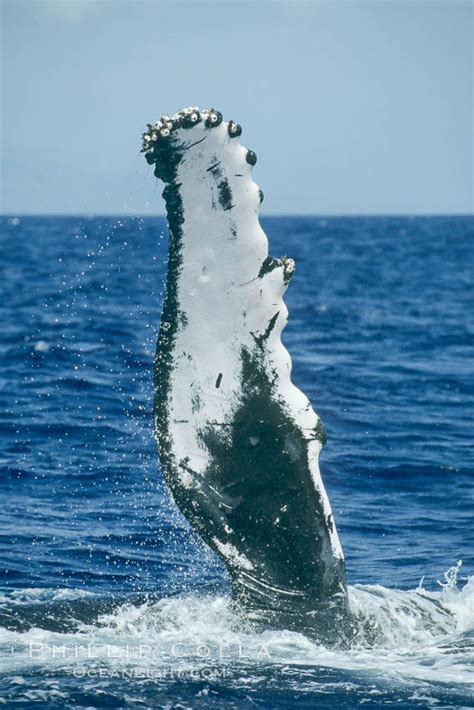 name of humpback whales long fins